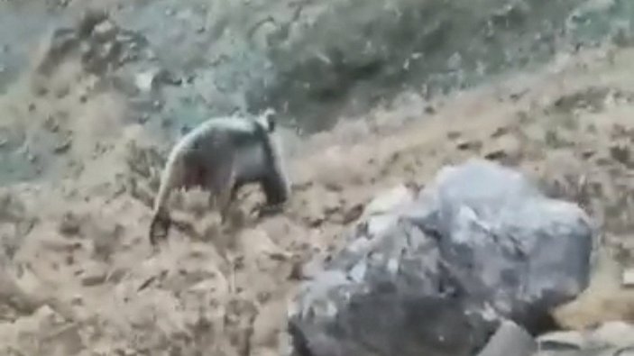 Tunceli’de, ayının peşinden koşup selfie çekti