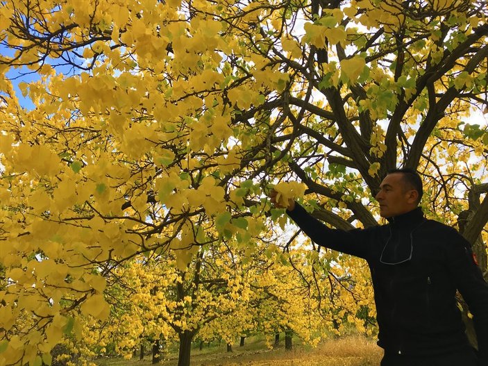 Malatya'daki kayısı ağaçları sonbaharda görsel şölen sunuyor