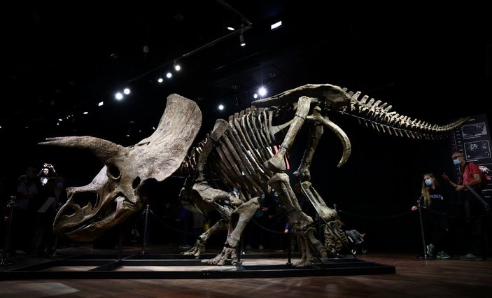 Dinozor 'Big John'un kalıntıları 8 milyon dolara satıldı