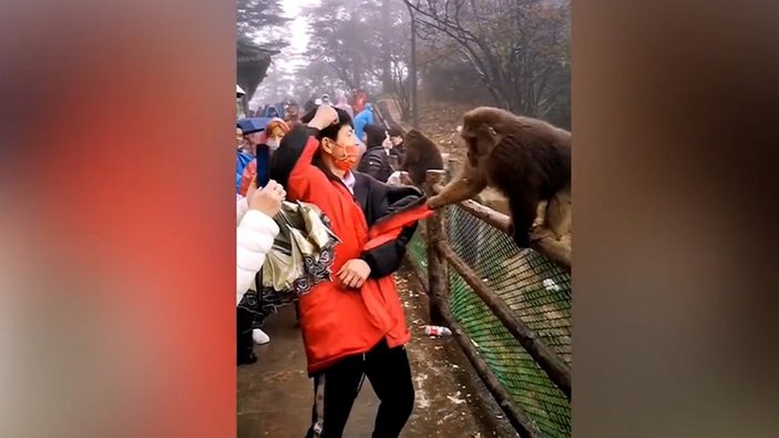 Çin'deki maymun, turistin çantasını çalmaya çalıştı