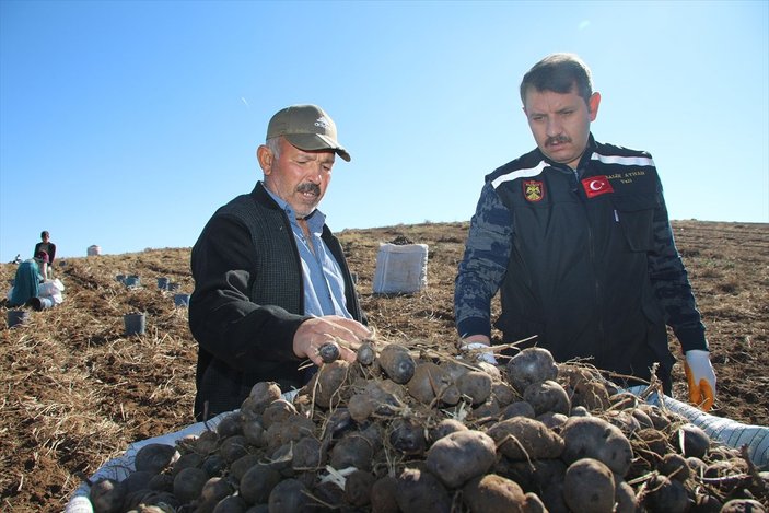 Sivas'ta mor renkli patates hasadı