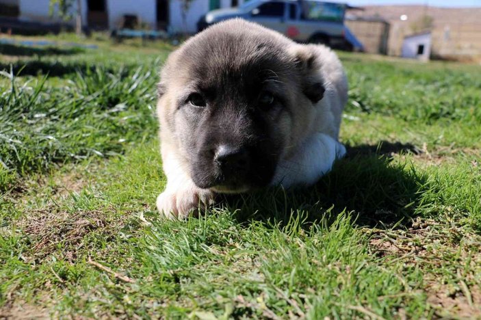 Kangal köpek yavruları 5 bin liraya kadar satılıyor