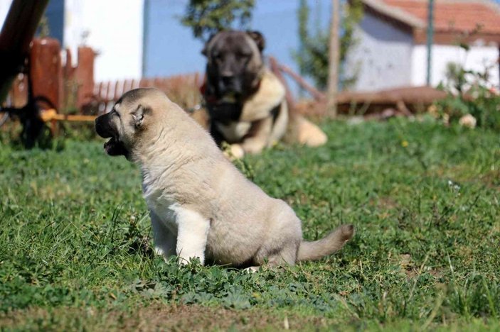 Kangal köpek yavruları 5 bin liraya kadar satılıyor