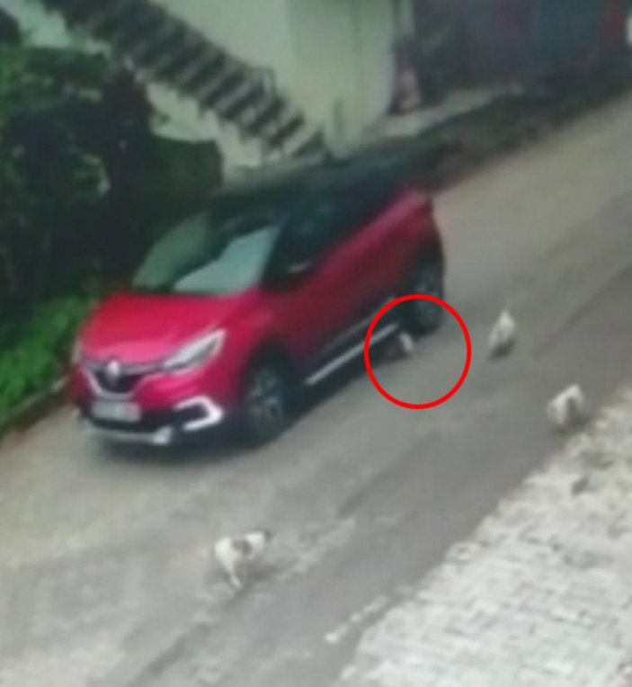 Ordu'da yavru köpeği ezip, yoluna devam etti