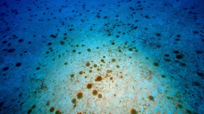 Antalya'da yakıcı denizanaları için uyarı: İnsanların hiçbir şekilde dokunmaması gerekiyor