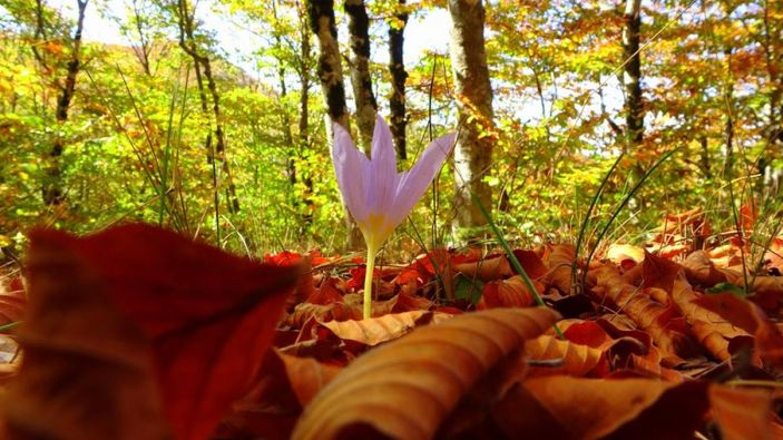 Osmaniye'de sonbaharın gelmesiyle renk cümbüşü yaşandı