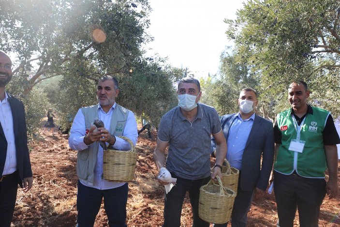 Suriyeli öğrenciler barış ve kardeşlik için zeytin topladı