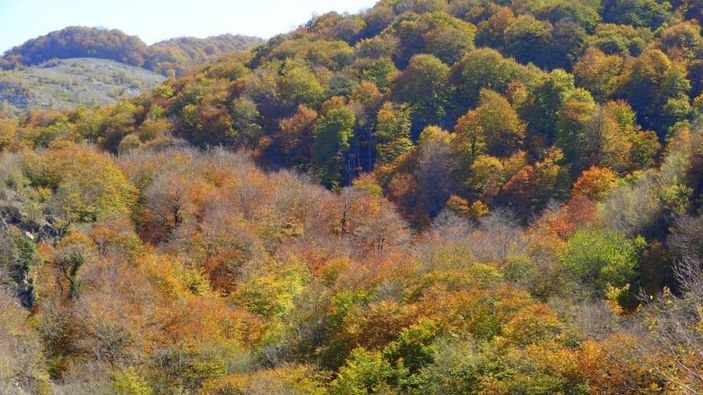 Osmaniye'de sonbaharın gelmesiyle renk cümbüşü yaşandı