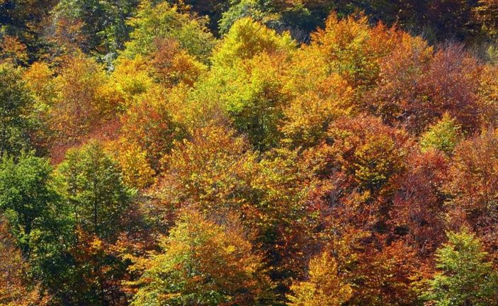 Osmaniye'de sonbaharın gelmesiyle renk cümbüşü yaşandı