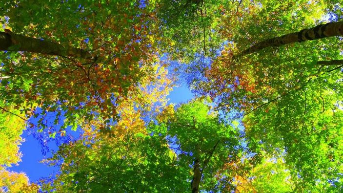 Osmaniye'de sonbaharın gelmesiyle renk cümbüşü yaşandı