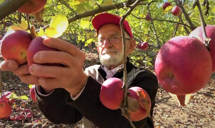 Amasya'da 'elma kurdu' Ahmet Dede'nin gözü Külliye'de