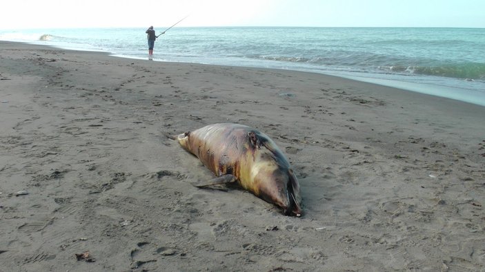 Düzce’de, kurşunlanan yunus balığı kıyıya vurdu