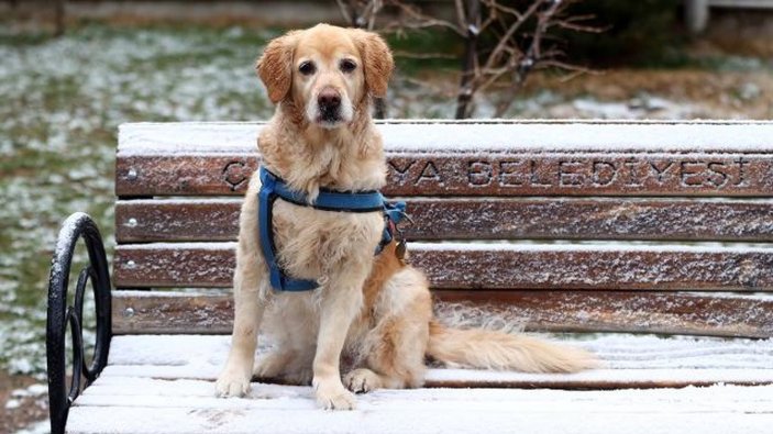 İspanyol mahkemesinden köpek için 'ortak velayet' kararı