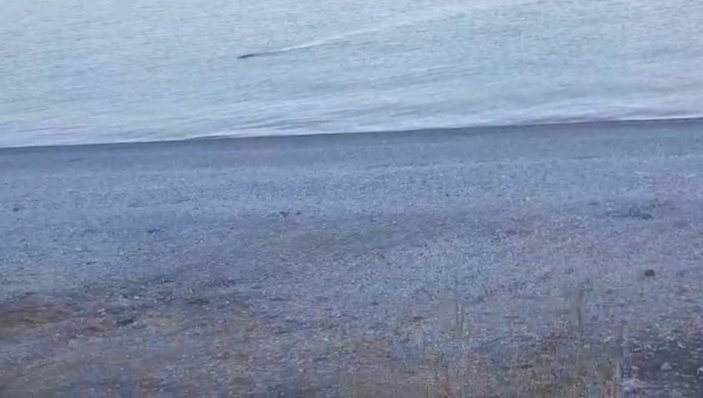 Van’da, gölde yüzen yaban domuzu Van Gölü canavarı zannedildi