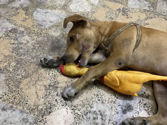 Ümraniye’de, 3 aylık köpeği ezip yoluna devam etti