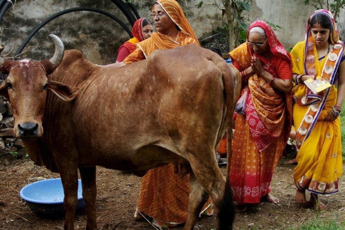 Hindistan'da inek milli hayvan ilan edilsin önerisi