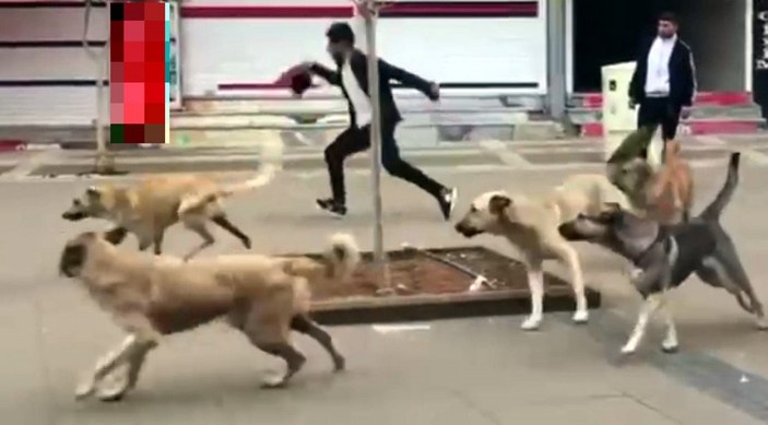 Mardin’de, köpeklerin sokak ortasındaki kavgası kameraya yansıdı