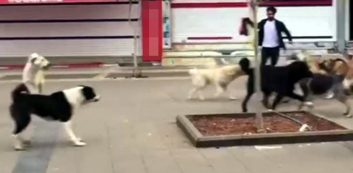Mardin’de, köpeklerin sokak ortasındaki kavgası kameraya yansıdı