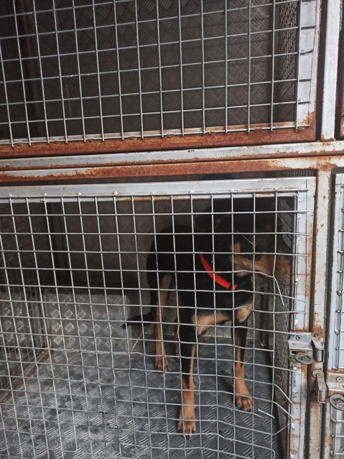 Esenyurt'ta köpeği döven Ürdünlüye ceza