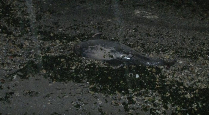 Bakırköy'deki Yeşilköy sahilinde kıyıya yunus vurdu