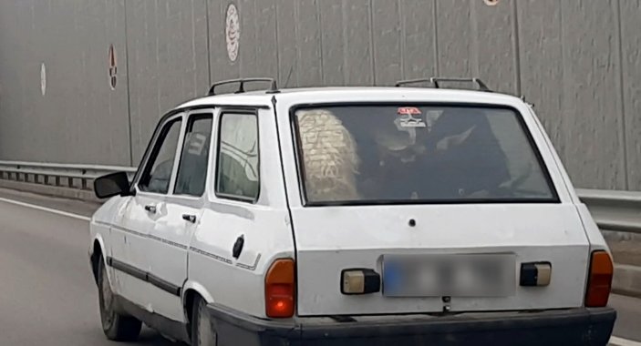 Adıyaman'da otomobil bagajına 3 keçi 1 koyun sığdırıldı