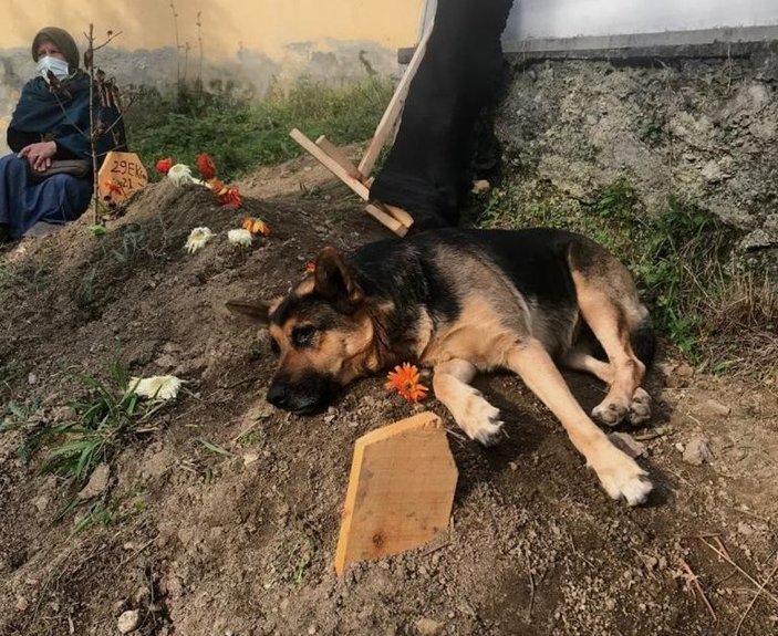 Trabzon'da ölen sahibinin mezarından ayrılmayan köpek