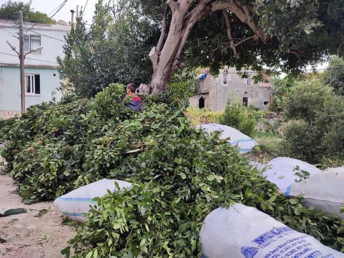 i Defne yaprağı Hatay'dan dünyaya ihraç ediliyor