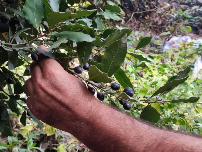 i Defne yaprağı Hatay'dan dünyaya ihraç ediliyor