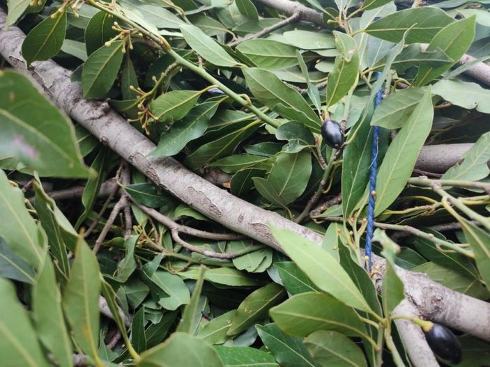 i Defne yaprağı Hatay'dan dünyaya ihraç ediliyor