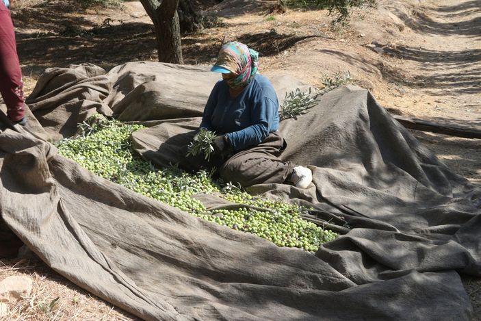 Zeytin hasadı