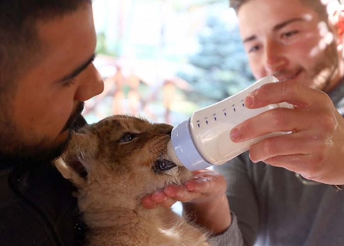 Ankara'da annelerinin sütü kestiği yavru aslanlara bakıcılar sahip çıktı