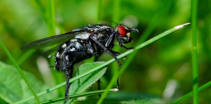 Zombi Mantarı, erkek sinekleri ölü dişilerle çiftleştiriyor