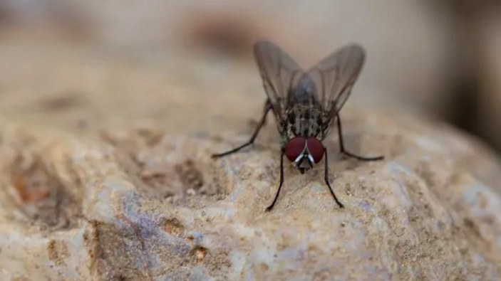 Zombi Mantarı, erkek sinekleri ölü dişilerle çiftleştiriyor