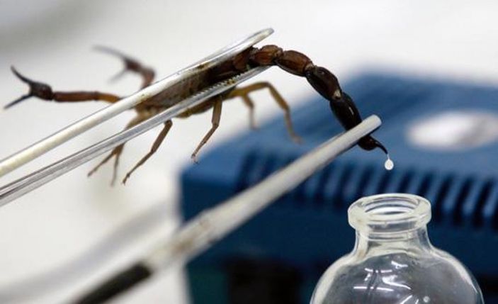 Koronavirüse karşı yeni umut: Akrep zehri
