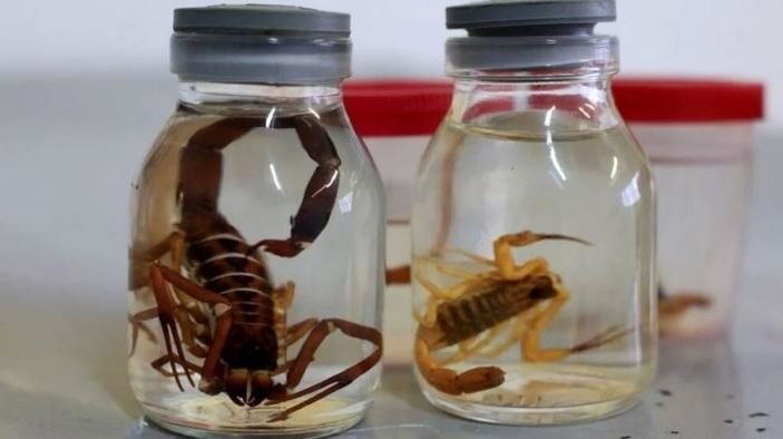 Koronavirüse karşı yeni umut: Akrep zehri