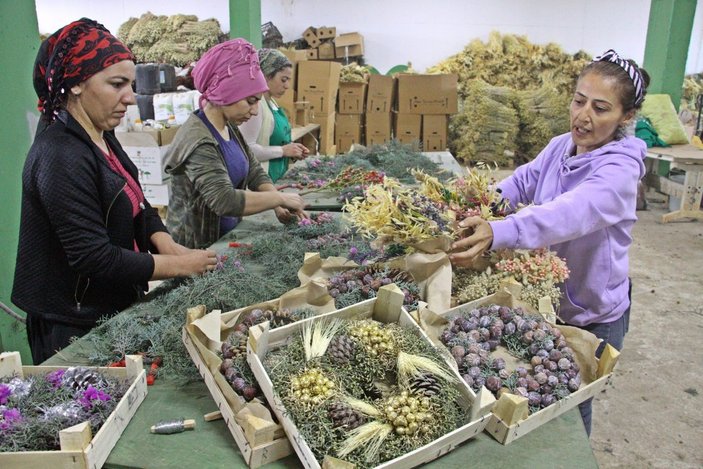 Avrupa'nın yılbaşı çiçekleri Antalya'da hazırlanıyor