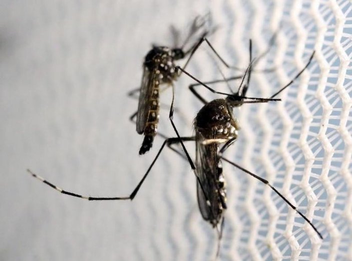 Hindistan'da 89 Zika virüsü vakası görüldü