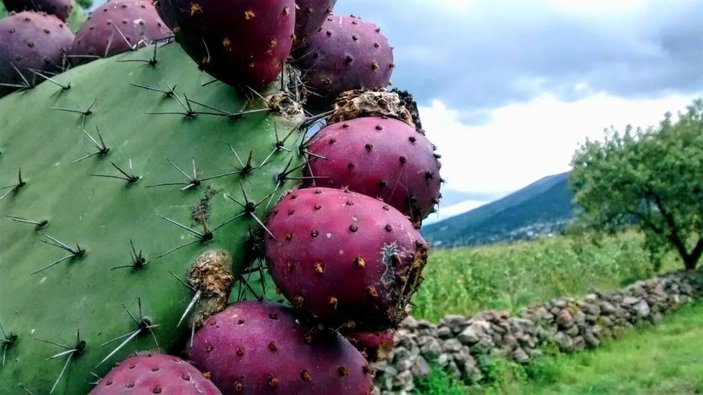 İbn-i Sina'nın övdüğü kaktüs meyvesi nedir, nasıl tüketilir? İlginç 9 faydası