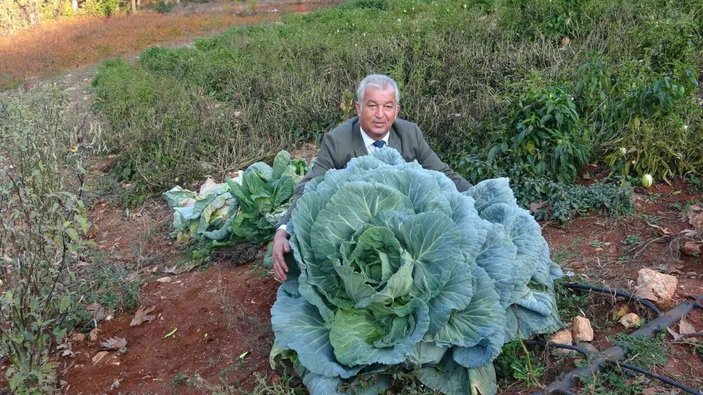 Mersin’de, bir çiftçi 30 kiloluk lahana yetiştirdi