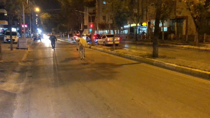Isparta'da başıboş at, trafiği tehlikeye soktu