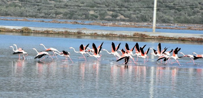 Muğla Tuzla Sulak Alanı'na binlerce flamingo geldi