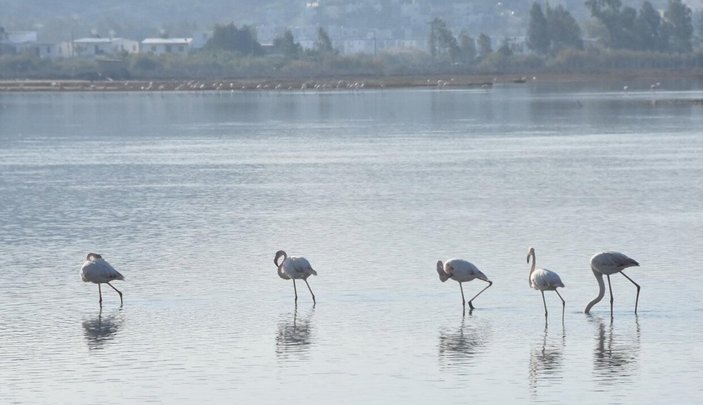 Muğla Tuzla Sulak Alanı'na binlerce flamingo geldi