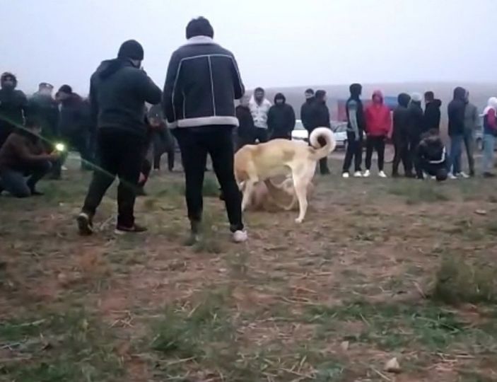 d Kırıkkale’de, köpek dövüştüren 25 kişi gözaltına alındı