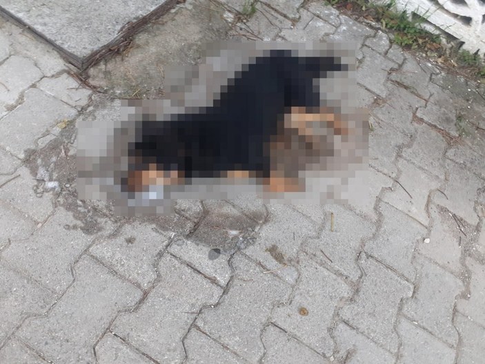 İzmir’de 31 sokak hayvanı zehirlenerek öldürüldü