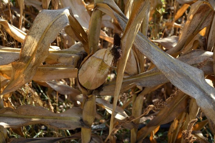 Sivas'ta bilim insanları, yerli tohum projesinden olumlu sonuçlar aldı
