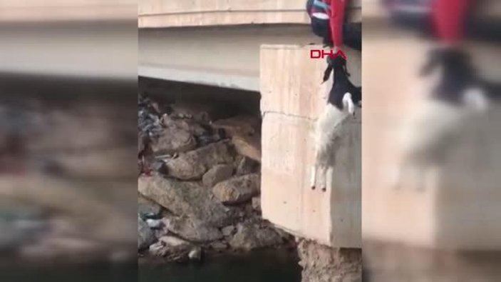Şanlıurfa’da, köprüde mahsur kalan keçinin kurtarılma anları kamerada