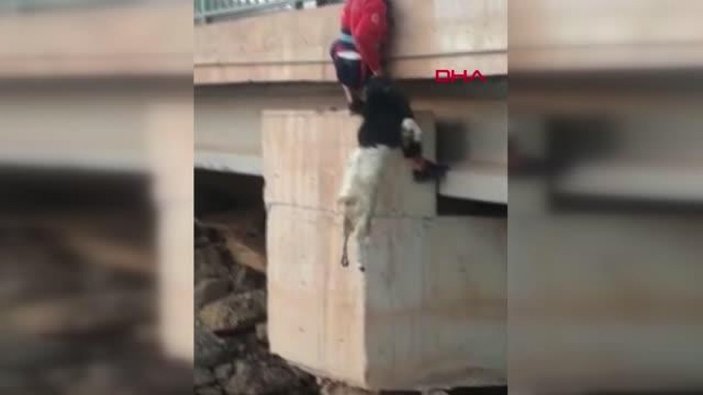 Şanlıurfa’da, köprüde mahsur kalan keçinin kurtarılma anları kamerada