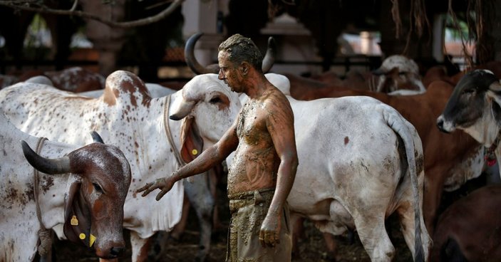 Hindistan'da ülke ekonomisi için inek idrarı önerisi