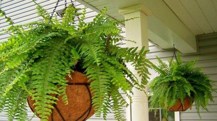 NASA tavsiyesi: Evin havasını temizleyen 9 bitki