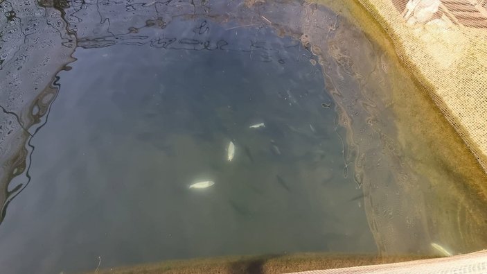 Antalya'da alabalık üretim tesisinde binlerce balık öldü